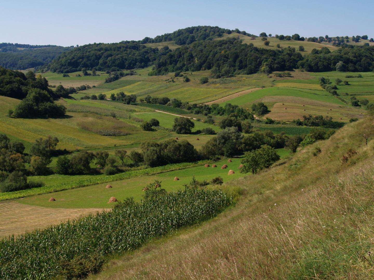 Countryside