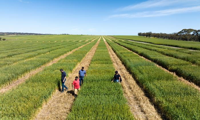 MU CCFI and AGT researchers inspect progress of NUE Trial in Northam WA