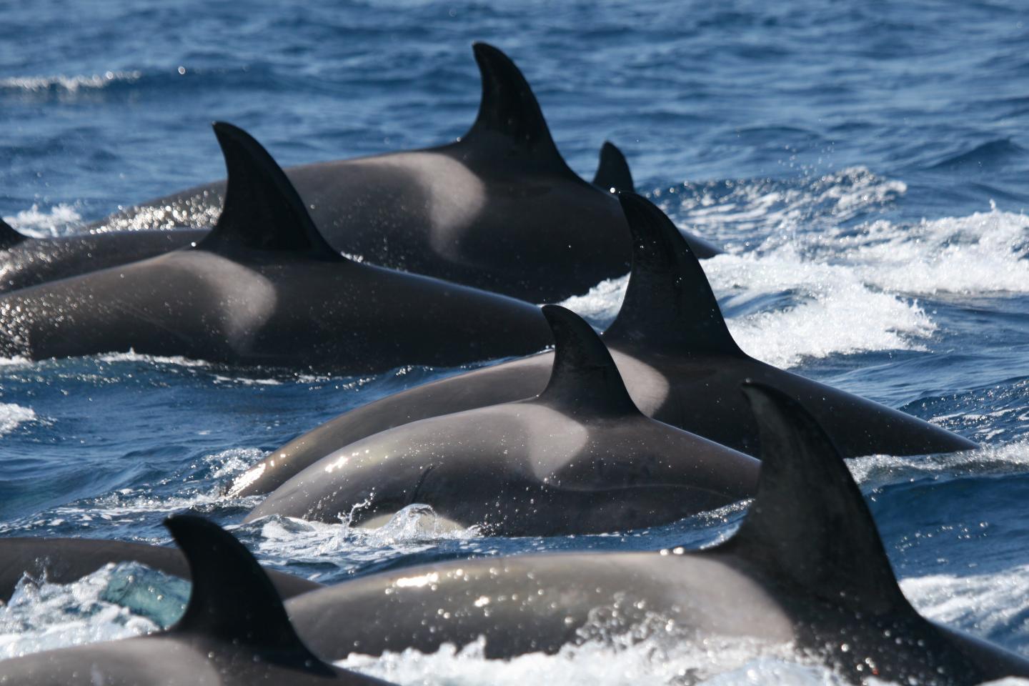 Iberian Orcas, Increasingly Trapped