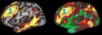 Structural and Functional Connectivity Maps