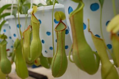 Pitcher Plant