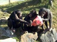 2 Female Chimpanzees Take Food from a Male 
