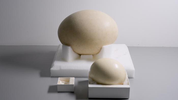 Elephant bird, ostrich, and hummingbird eggs