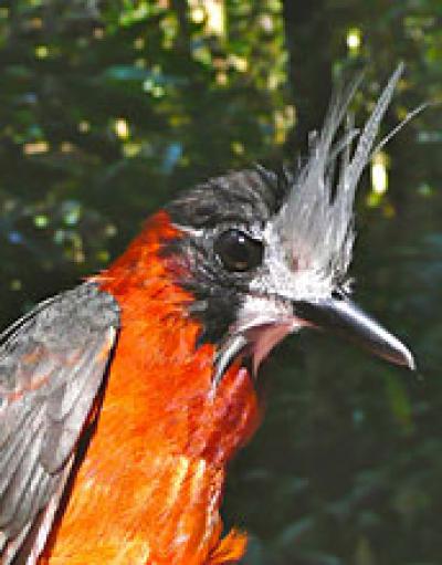White-Plumed Antbird