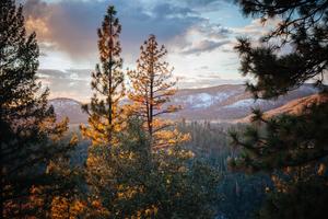 Northern California Forest