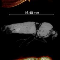 True Armyworm Scan