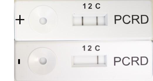 A Positive and Negative Crown-Of-Thorns Starfish Dipstick Test