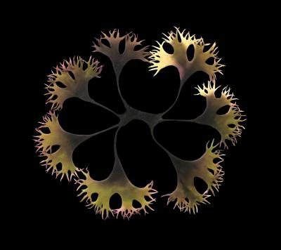 Irish Moss, <i>Chondrus crispus</i>