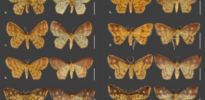 New species of moths described in honor of Orixás