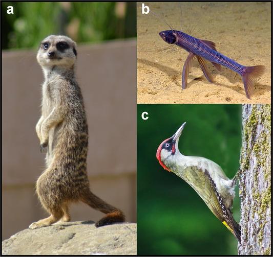 Why Are There No Animals with Three Legs?