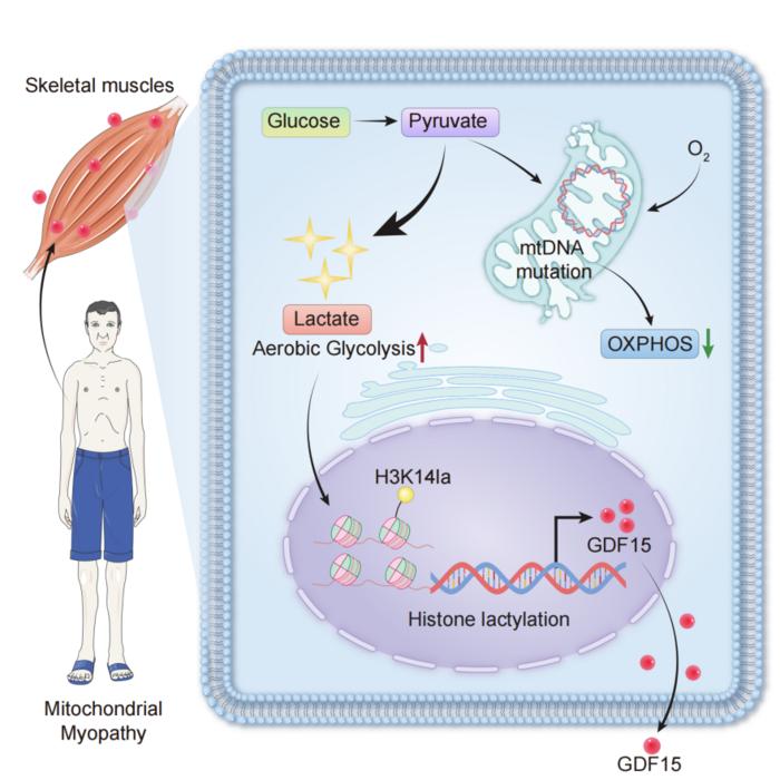 Lactate-driven histone lactylation enhances GDF15 secretion in skeletal muscle under mtDNA mutation-induced mitochondrial stress.