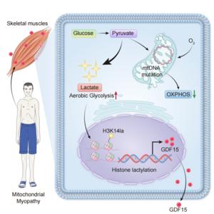 Lactate-driven histone lactylation enhances GDF15 secretion in skeletal muscle under mtDNA mutation-induced mitochondrial stress.