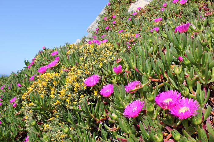 Carpobrotus plants competing for space and pollinators with the native gorse Ulex europaeus in the Tower of Hércules Natural Reserve, A Coruña, Spain.