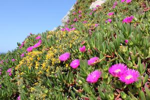 Carpobrotus plants competing for space and pollinators with the native gorse Ulex europaeus in the Tower of Hércules Natural Reserve, A Coruña, Spain.