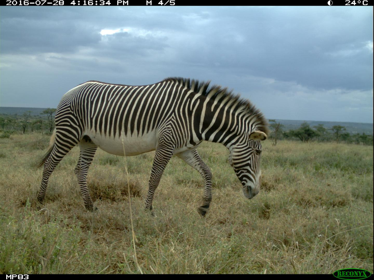 Grevy's Zebras