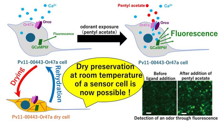 Concept of odor detection and dry storage of Pv11-00443-Or47a cell line