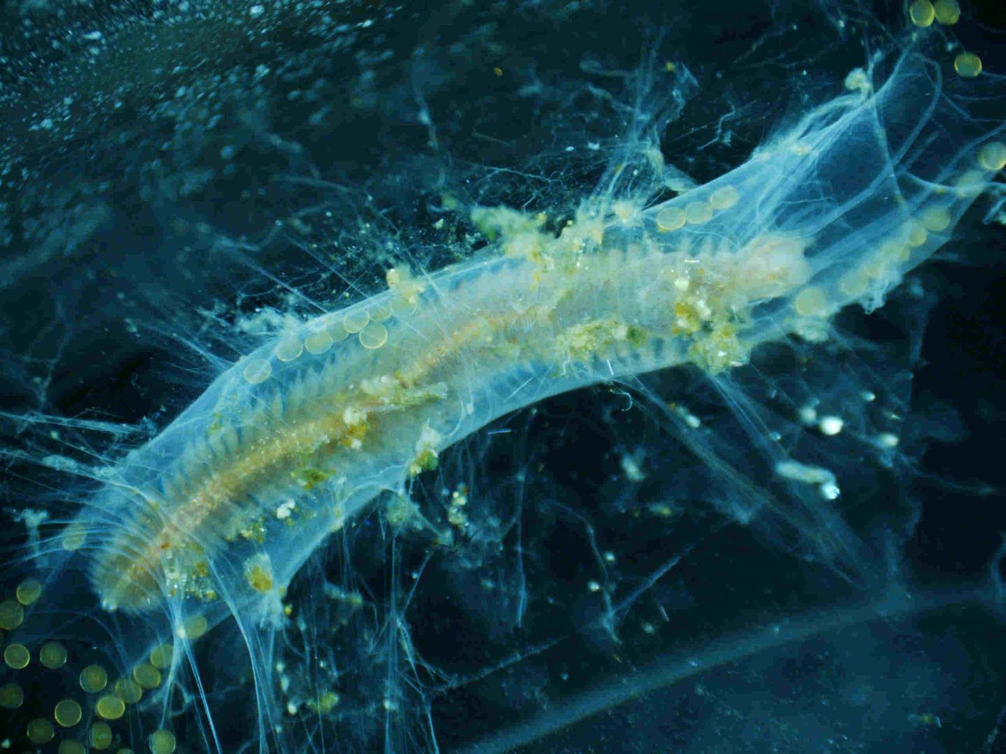 Female in Tube