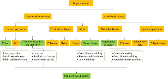 Cellulose Sutures Step Toward Clinic: Green Threads Promise to Mend, Then Melt Away