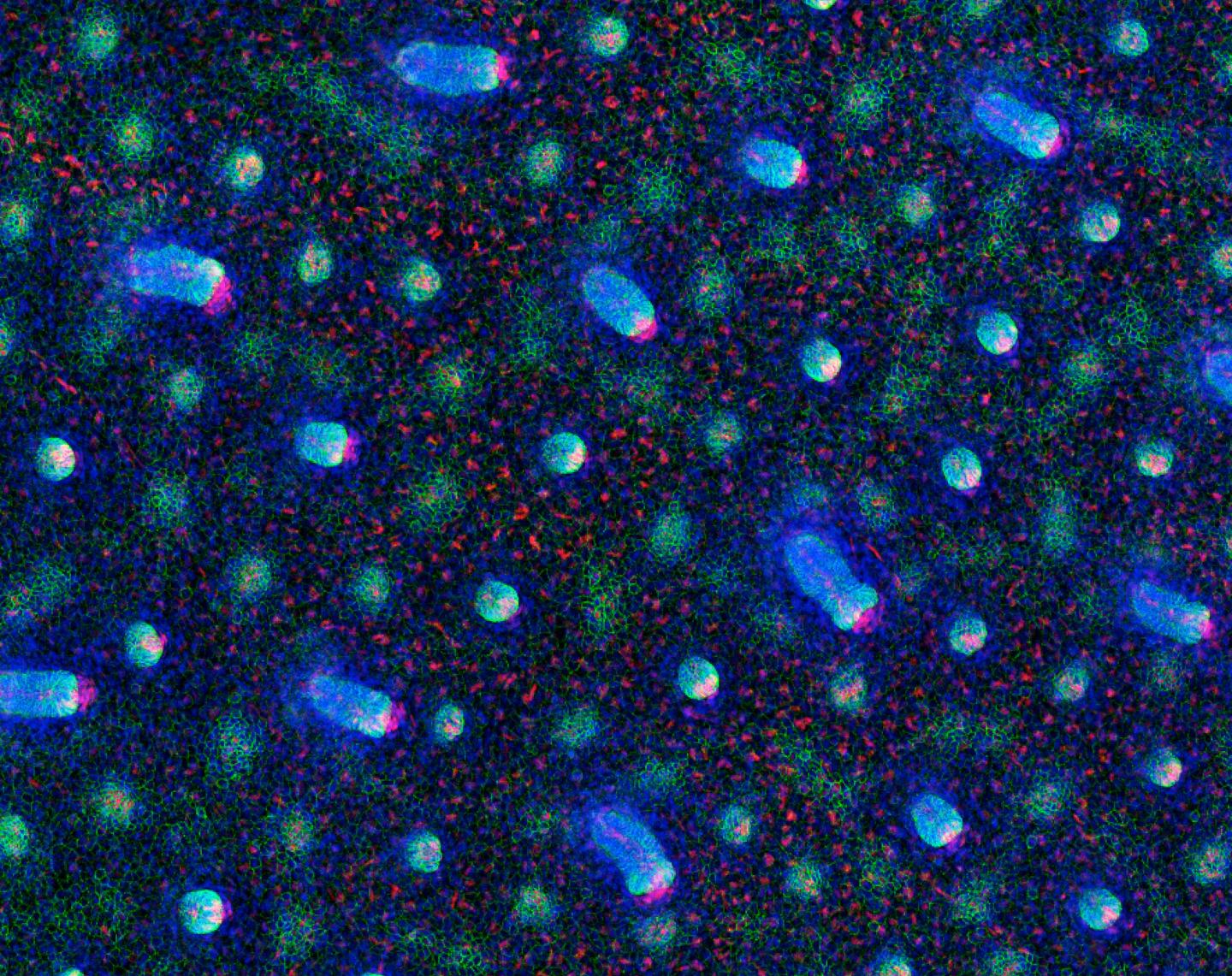 Stem Cell Debut
