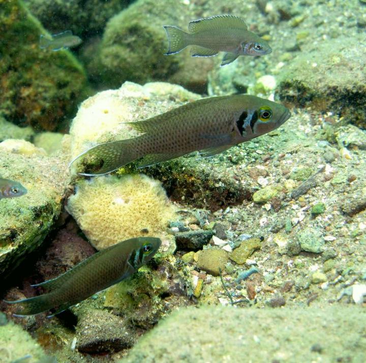 <i>Neolamprologus pulcher</i>, Breed of Cichlid