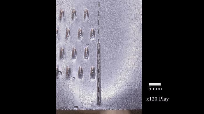 Slippery Asymmetric Bumps Collect Water