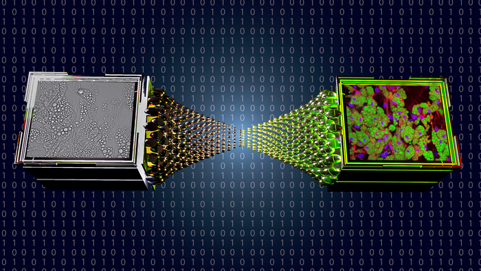 fluorescence images and bright field images