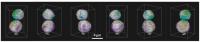 Cathode materials for high-energy lithium batteries