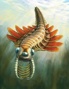 Life reconstruction of Mosura fentoni