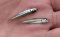 Alewife