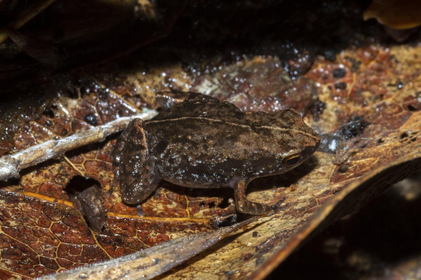 Life Coloration of Stumpffia froschaueri sp. nov. 3