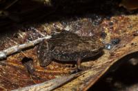 Life Coloration of Stumpffia froschaueri sp. nov. 3