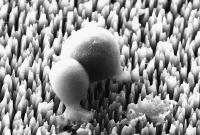 Golden staph killed by insect-inspired nanomaterial