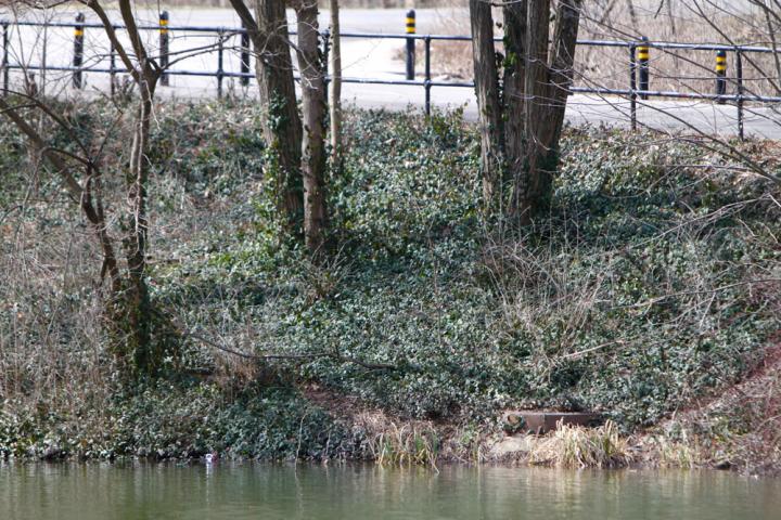 Invasive Species, Wintercreeper