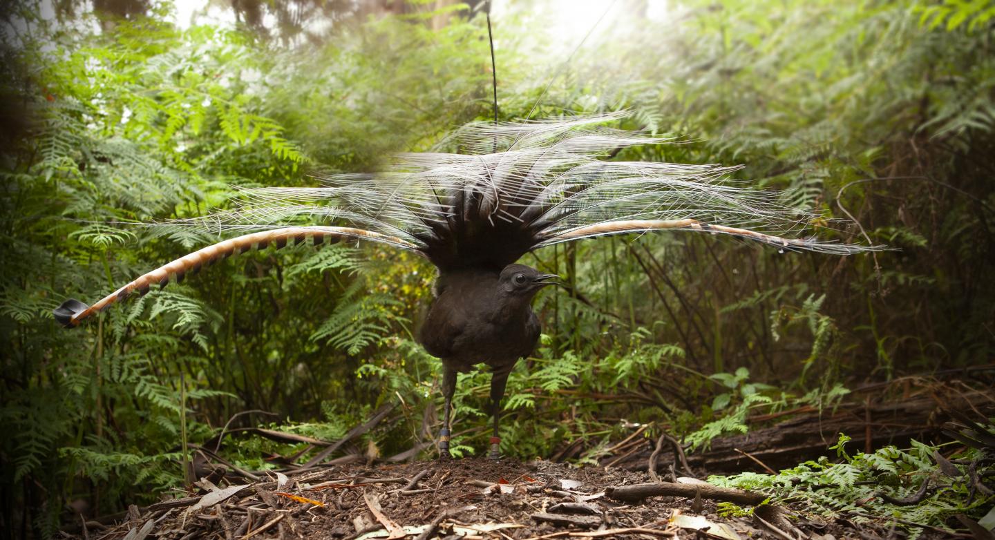 Male lyrebird