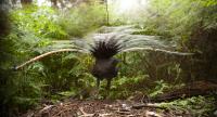 Male lyrebird