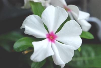 Periwinkle (<I>Catharanthus roseus</I>)