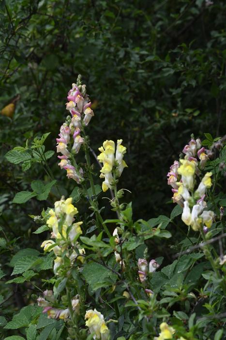 One valley, many different snapdragons
