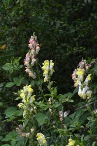 One valley, many different snapdragons