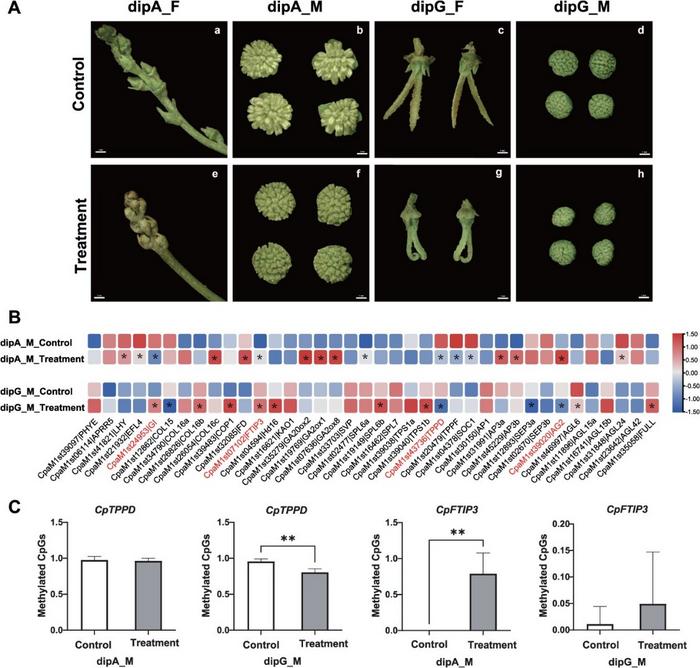 Effects of 5-azaC on flowering time and expression of related genes in C. paliurus.