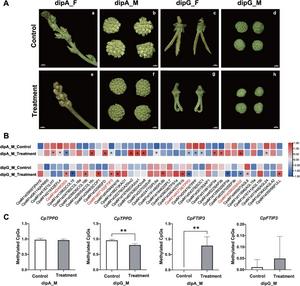 Effects of 5-azaC on flowering time and expression of related genes in C. paliurus.