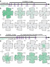 Figure 2. CSF1R Inhibition Rapidly Depleted all Retinal Microglia