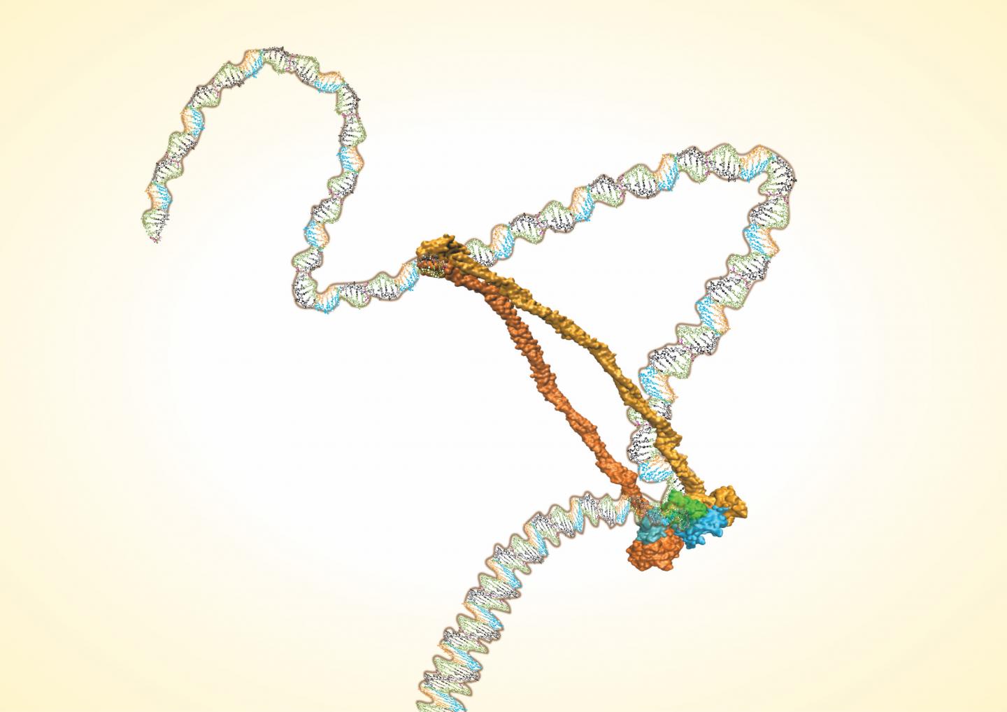 Structure of a Bacterial Condensin Complex