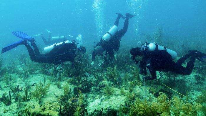 International collaboration provides hope for the future of Florida and Caribbean coral reefs