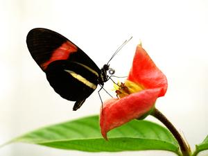Geriactric butterfly