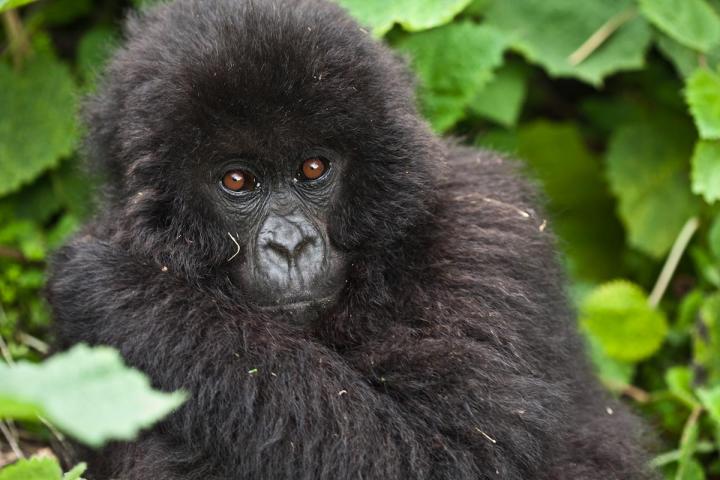 Impact of Climate Change on Mammals and Birds 'Greatly Underestimated'
