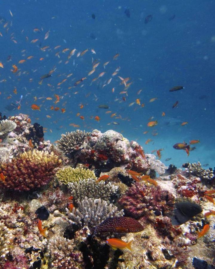 Plankton-feeding fishes often dominate the fish assemblage on oceanic coral reefs.  (3)
