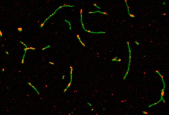 DNA Nanotubes