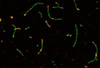 DNA Nanotubes