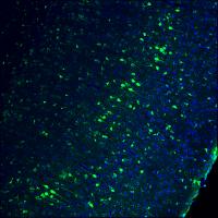 New Gene-Editing Technology Partially Restores Vision in Blind Animals