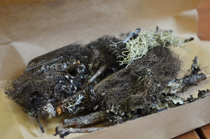 Lichens